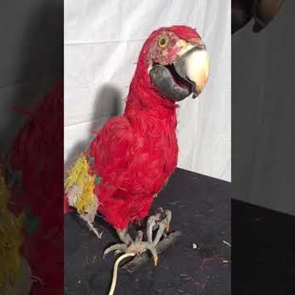 Perroquet Rouge (vid&eacute;o)