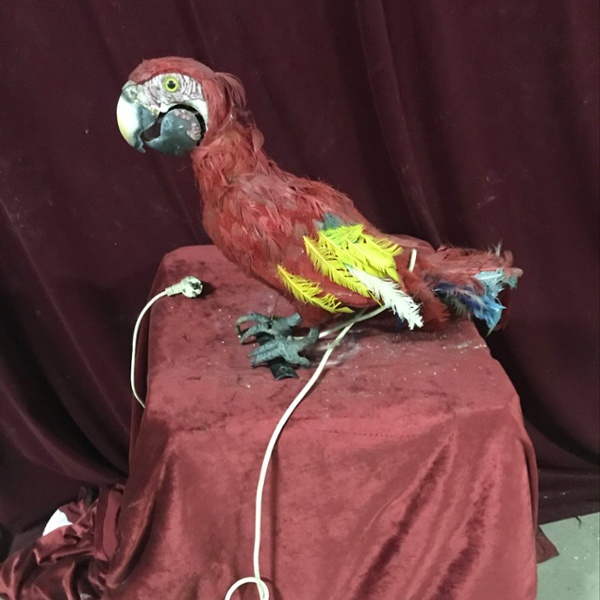 Perroquet Rouge