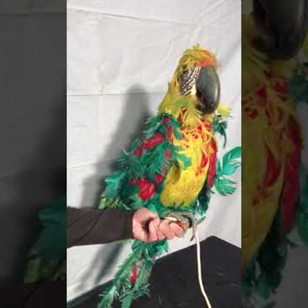 Perroquet jaune (vid&eacute;o)