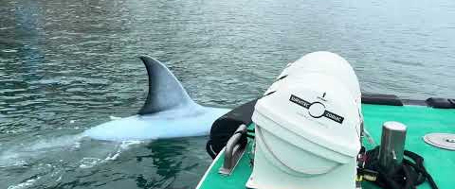 Requin