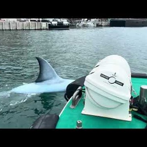 Requin Vid 1