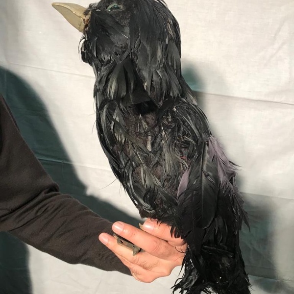 Le Corbeau